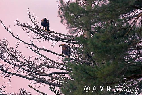 Orzeł przedni, zys, Aquila chrysaetos