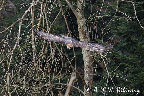 Orzeł przedni, zys, Aquila chrysaetos