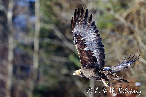 Orzeł przedni, zys, Aquila chrysaetos