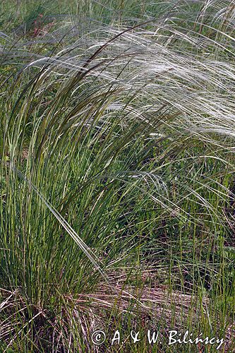 ostnica Stipa Ponidzie rezerwat stepowy 'Skorocice'