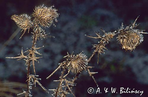 ostrożeń lancetowaty Cirsium vulgare)