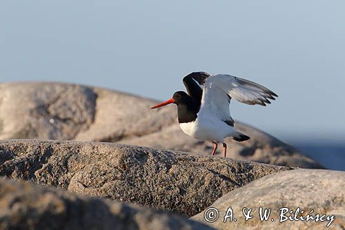 Ostrygojad zwyczajny, ostrygojad, Haematopus ostralegus