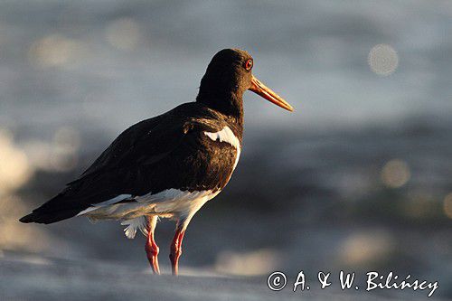 Ostrygojad zwyczajny, ostrygojad, Haematopus ostralegus, Szwecja Zachodnia, Kattegat