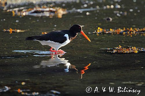 Ostrygojad zwyczajny, ostrygojad, Haematopus ostralegus, Południowa Norwegia, Skagerrak