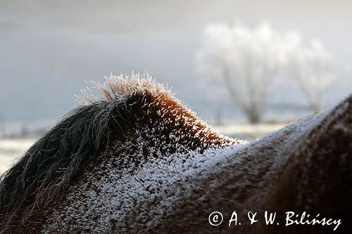 hucuł, hucul pony, grzbiet bieszczadzki, szron, Otryt