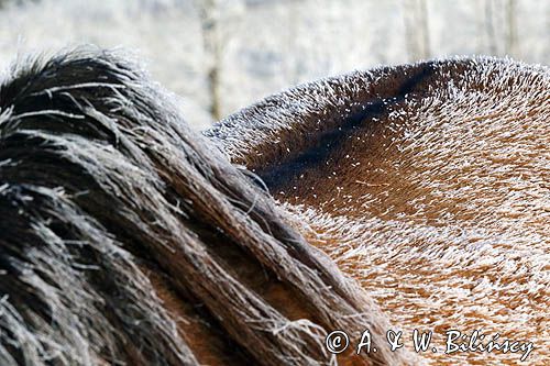 hucuł, hucul pony, grzbiet bieszczadzki, szron, Otryt