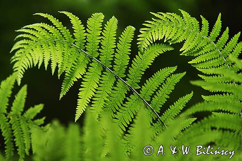 Wietlica samicza, Athyrium filix-femina