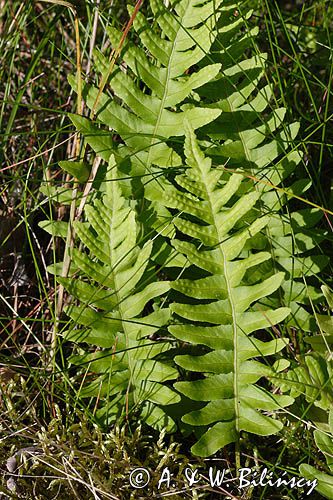 Polypodium vulgare paprotka zwyczajna) ,