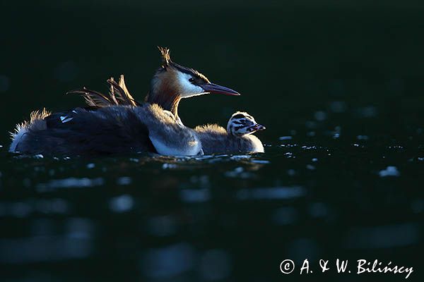 perkoz dwuczuby, Podiceps cristatus, z pisklętami