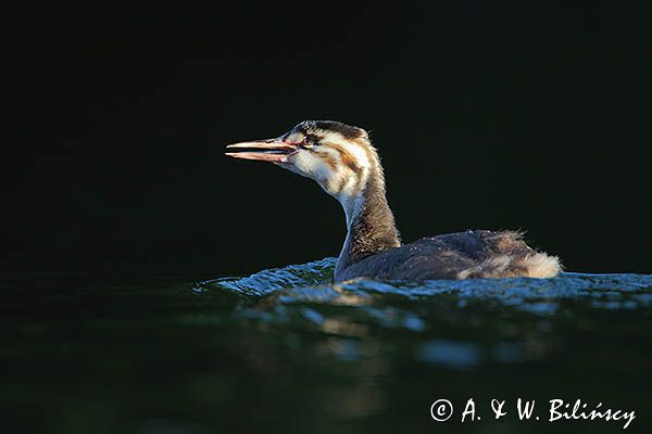 perkoz dwuczuby, Podiceps cristatus, młody