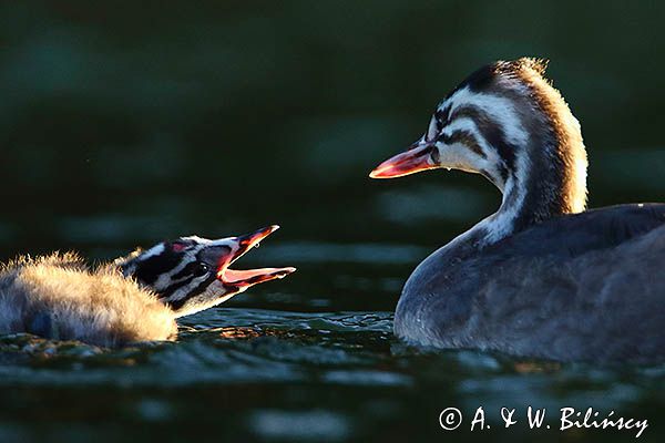 perkoz dwuczuby, Podiceps cristatus, rodzeństwo