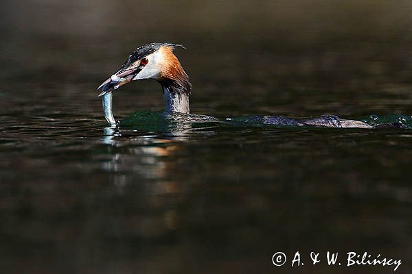 perkoz dwuczuby, Podiceps cristatus, z rybką