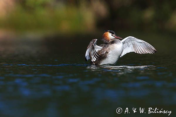 perkoz dwuczuby, Podiceps cristatus, poranna toaleta