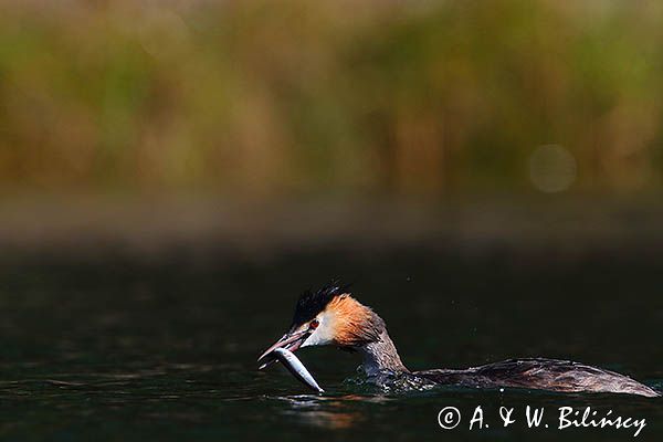 perkoz dwuczuby, Podiceps cristatus, z rybką