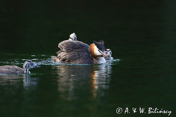 perkoz dwuczuby, Podiceps cristatus, z pisklętami