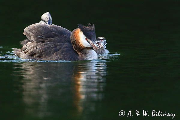 perkoz dwuczuby, Podiceps cristatus, z pisklętami