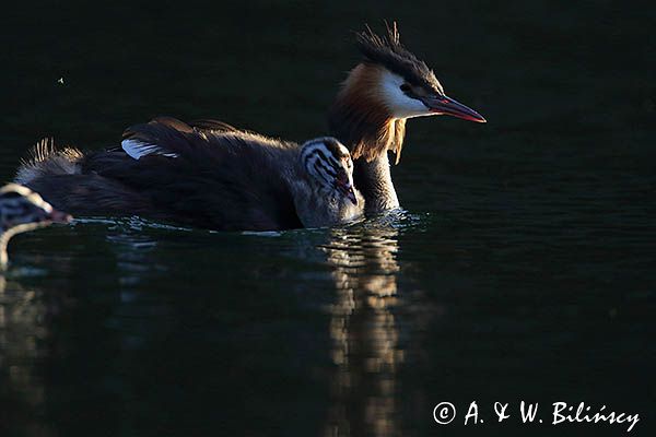 perkoz dwuczuby, Podiceps cristatus, z pisklętami
