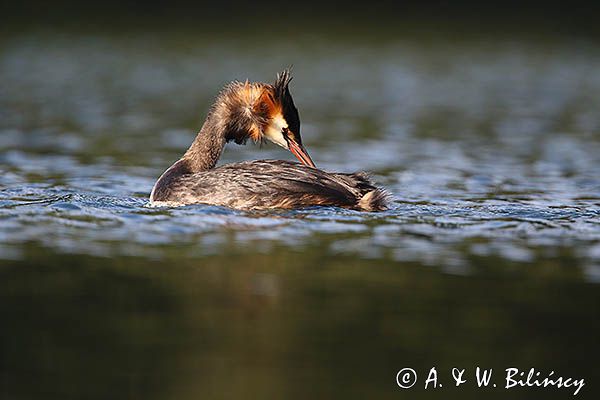perkoz dwuczuby, Podiceps cristatus