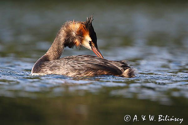 perkoz dwuczuby, Podiceps cristatus
