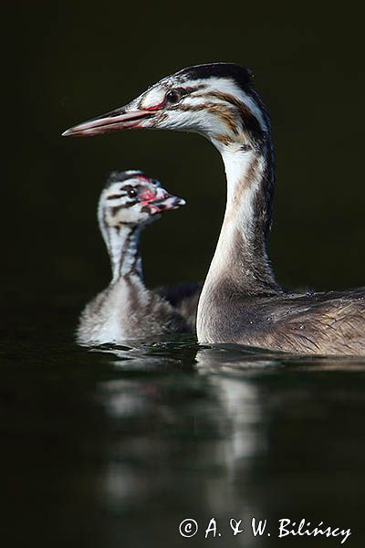perkoz dwuczuby, Podiceps cristatus, rodzeństwo