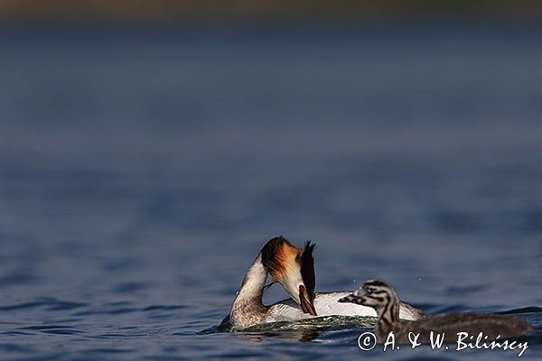 perkoz dwuczuby, Podiceps cristatus, z pisklętami