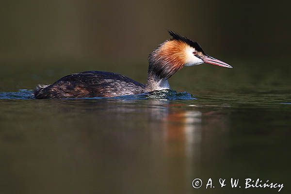 perkoz dwuczuby, Podiceps cristatus