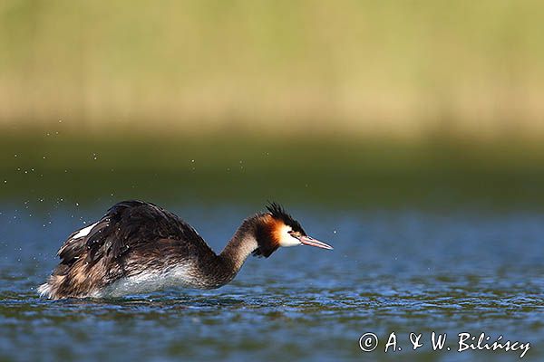 perkoz dwuczuby, Podiceps cristatus