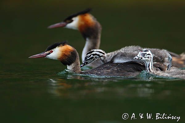 perkoz dwuczuby, Podiceps cristatus, z pisklętami