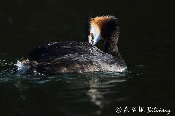 perkoz dwuczuby, Podiceps cristatus