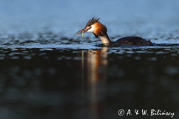 perkoz dwuczuby, Podiceps cristatus