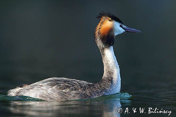 perkoz dwuczuby, Podiceps cristatus