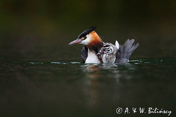 perkoz dwuczuby, Podiceps cristatus, z pisklęciem