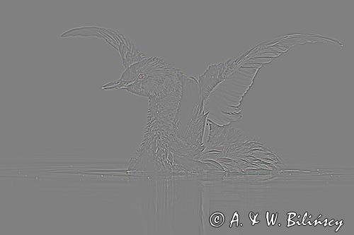 perkoz rogaty Podiceps auritus