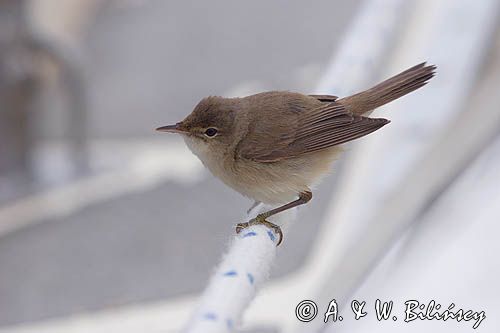 pierwiosnek Phylloscopus collybita na jachcie