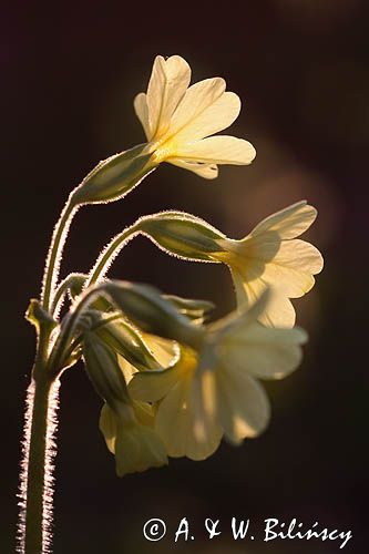 pierwiosnek wyniosły, Primula elatior pierwiosnka wyniosła