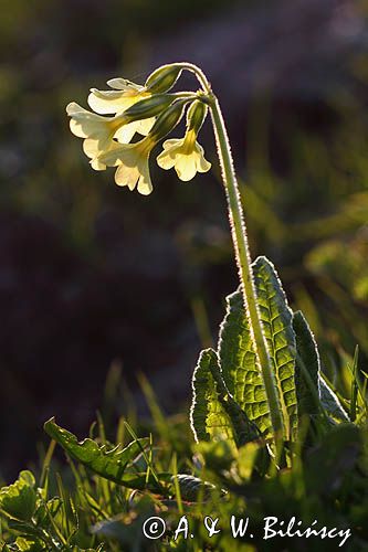 pierwiosnek wyniosły, Primula elatior pierwiosnka wyniosła