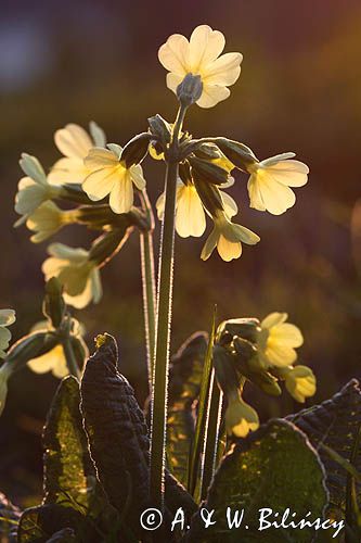 pierwiosnek wyniosły, Primula elatior pierwiosnka wyniosła