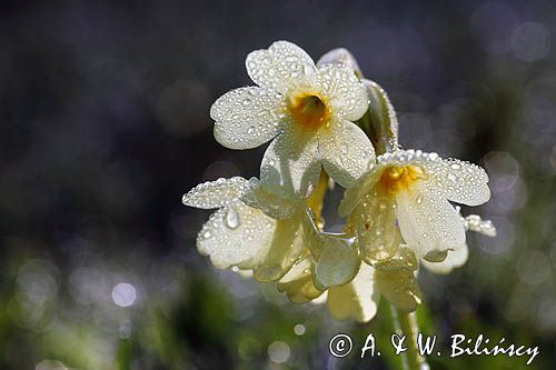 pierwiosnek wyniosły, Primula elatior pierwiosnka wyniosła