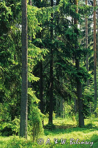 Puszcza Piska