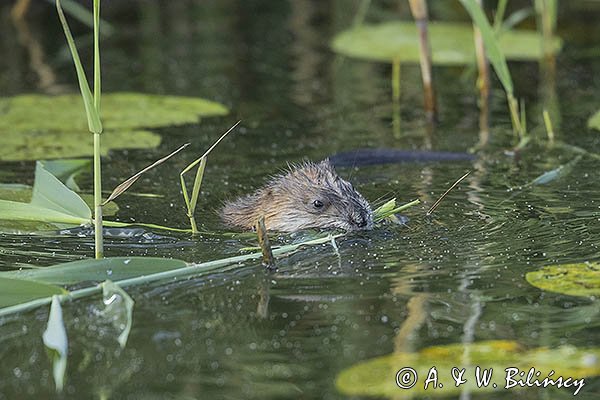 Piżmak amerykański, piżmak, piżmoszczur, szczur piżmowy, Ondatra zibethicus