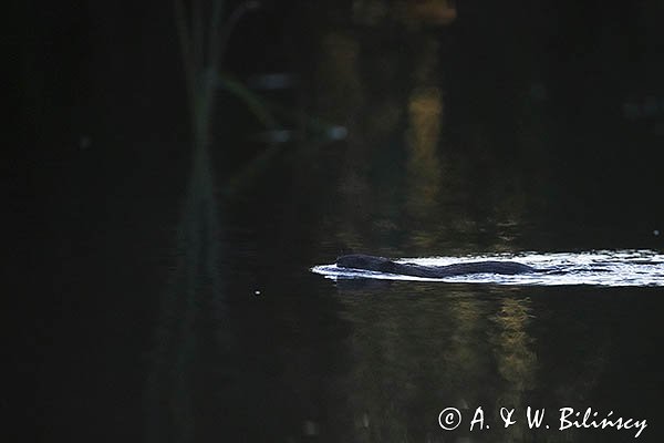 Piżmak amerykański, piżmak, piżmoszczur, szczur piżmowy, Ondatra zibethicus