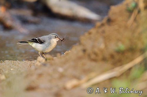 Pliszka górska, Motacilla cinerea