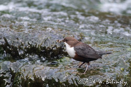 pluszcz, Cinclus cinclus