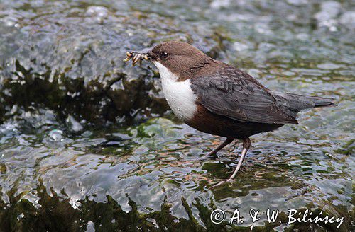 Pluszcz, Dipper, Cinclus cinclus. Fotografia przyrodnicza Bank Zdjęć A. i W. Bilińscy Pluszcz, Dipper, Cinclus cinclus. Fotografia przyrodnicza Bank Zdjęć A. i W. Bilińscy