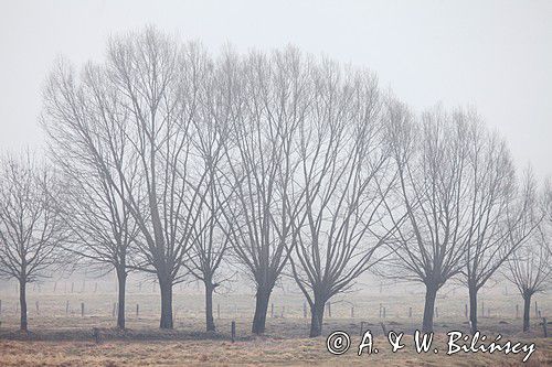 Wierzby w porannej mgle nad Narwią koło wsi Zajki, Podlasie