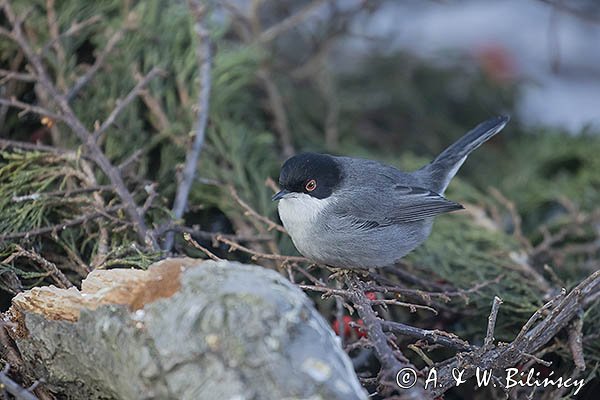 Pokrzewka aksamitna, Sylvia melanocephala, Curruca melanocephala,  samiec
