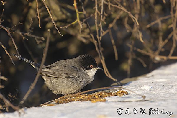 Pokrzewka aksamitna, Sylvia melanocephala, Curruca melanocephala,  samiec