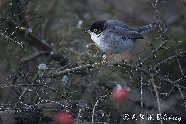 Pokrzewka aksamitna, Sylvia melanocephala, Curruca melanocephala, samiec