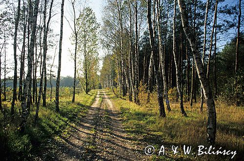 Poleski Park Narodowy, droga