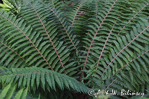 Polystichum setiferum, paprotnik szczecinkozębny